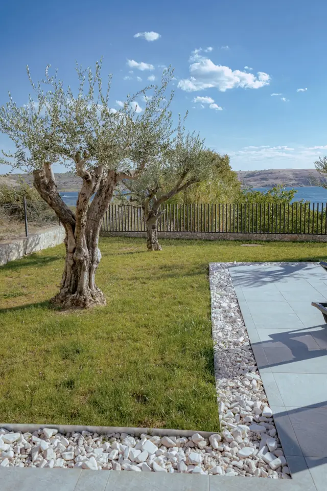 Old olive trees in the garden with sea views